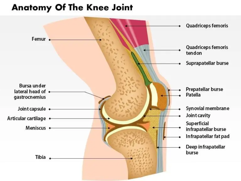 Detailed medical illustration showing the anatomy of the human knee joint, including bones, ligaments, tendons, and cartilage
